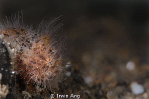H A I R Y
Juvenile Hairy Frogfish (Antennarius striatus)... by Irwin Ang 